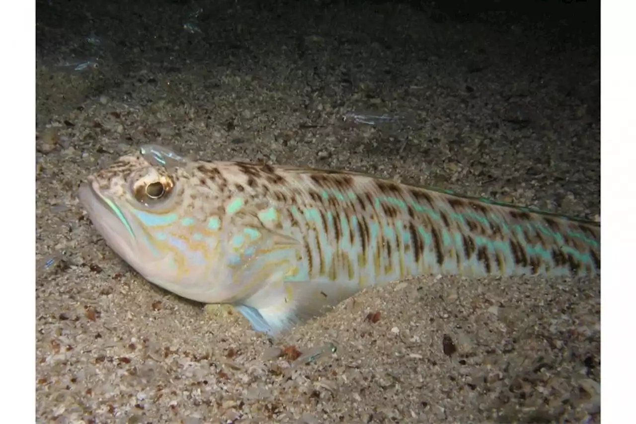 All UK dog owners and swimmers warned about poisonous fish found on coastlines