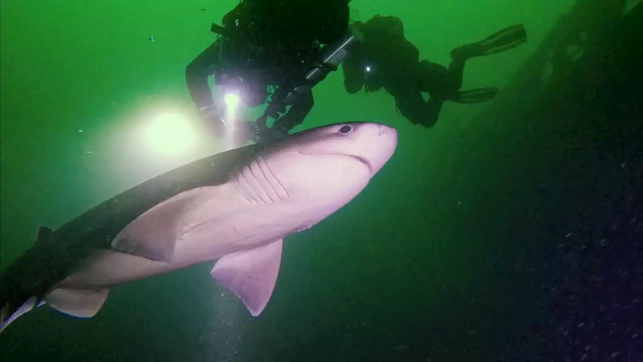 Vancouver Island scuba divers spot sixgill shark in rare shallow-water sighting