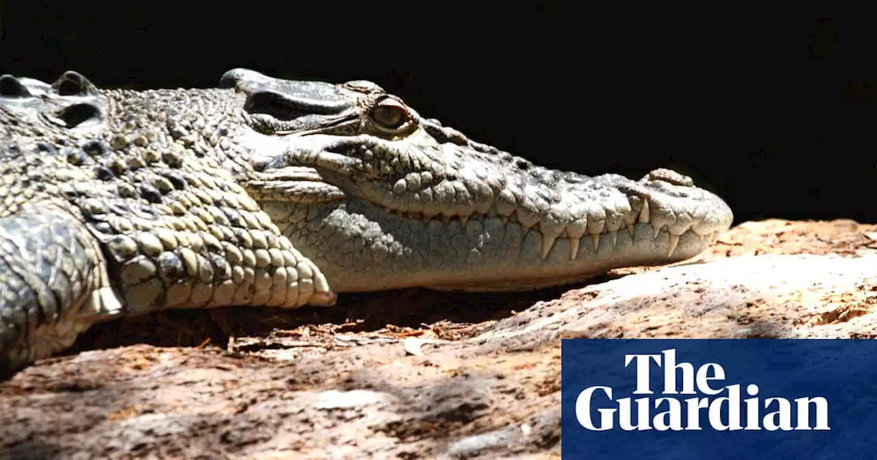 Queensland inquiry hears fatal crocodile attack likely first involving two of the reptiles