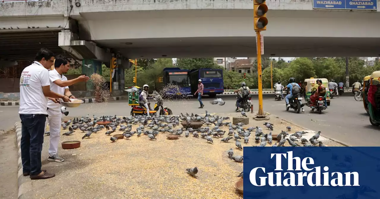 Rare birds: how Delhi brothers’ avian ambulance service has taken wing