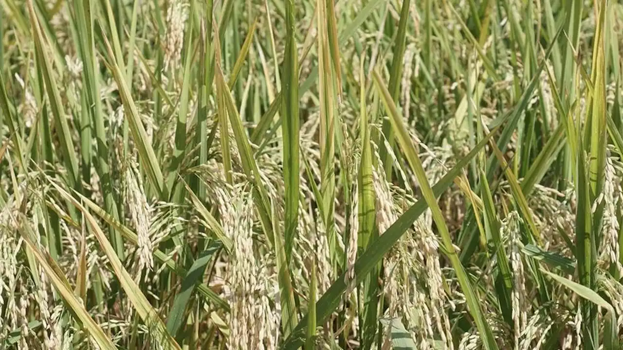 Antisipasi Dampak El Nino terhadap Ketahanan Pangan