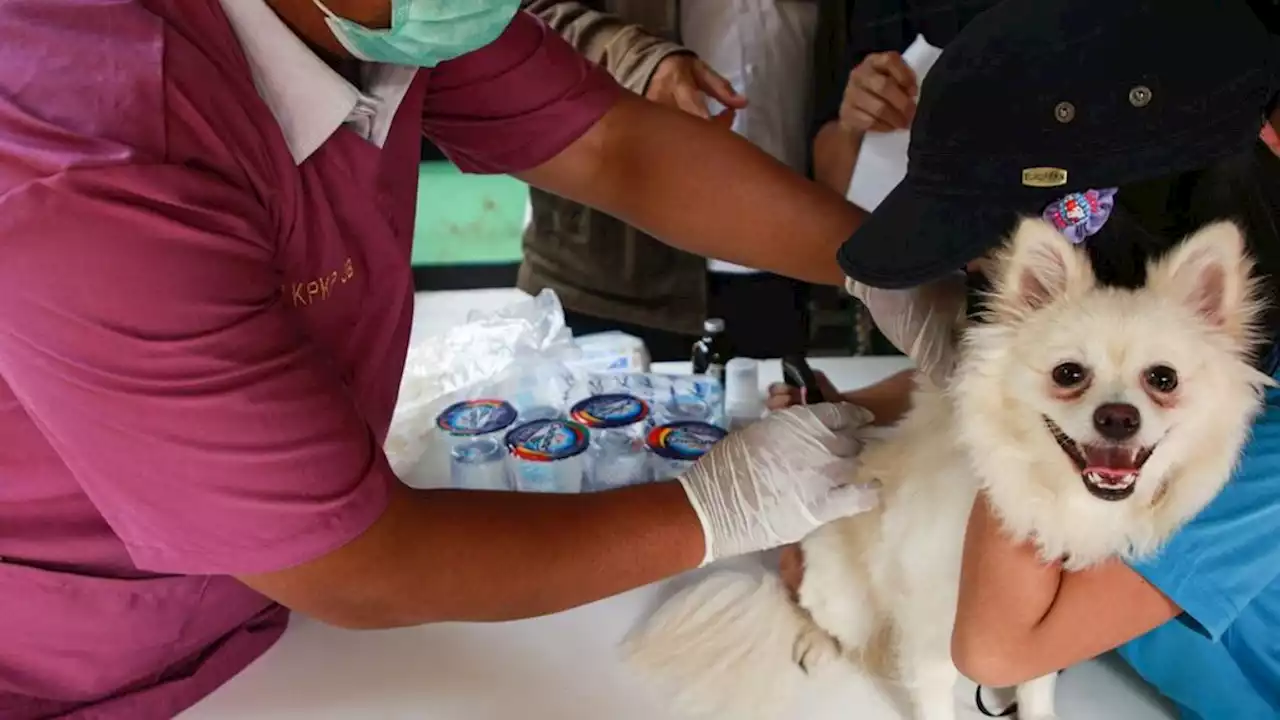 Sebaran Gigitan Anjing Rabies di Timor Tengah Selatan Meluas