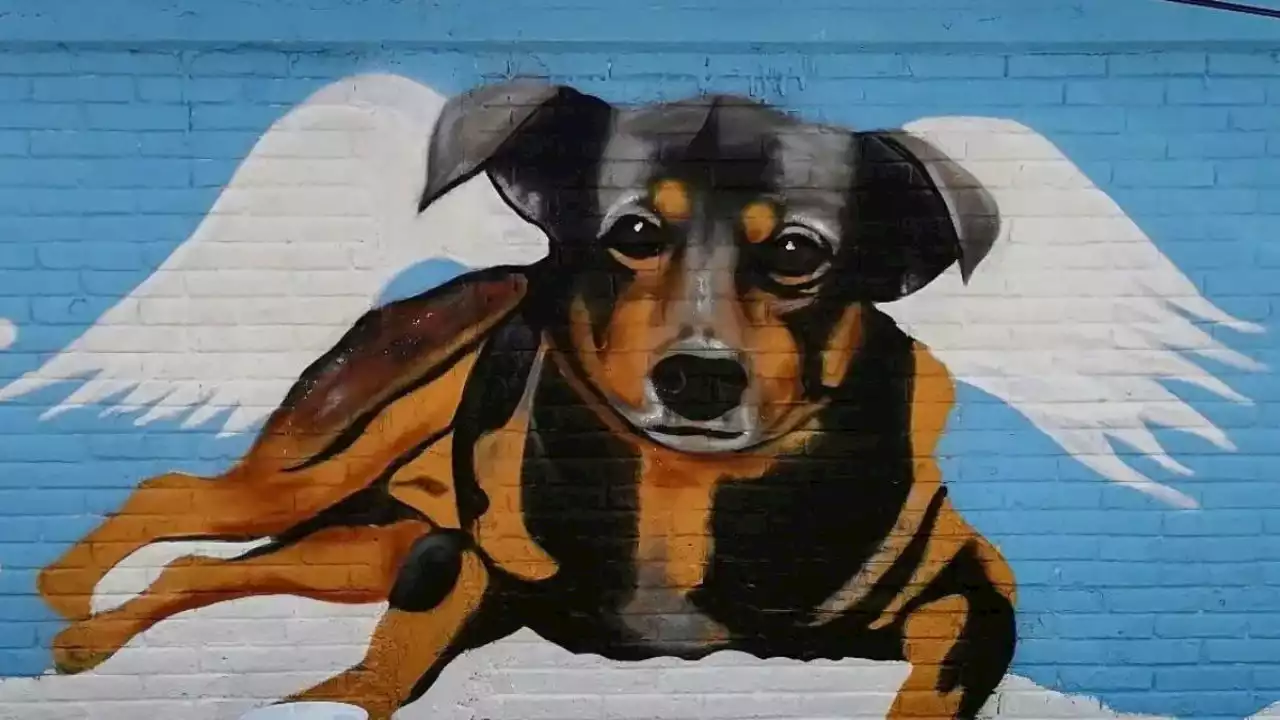 El emotivo mural que un artista urbano pintó para Scooby, el perrito que murió en aceite hirviendo