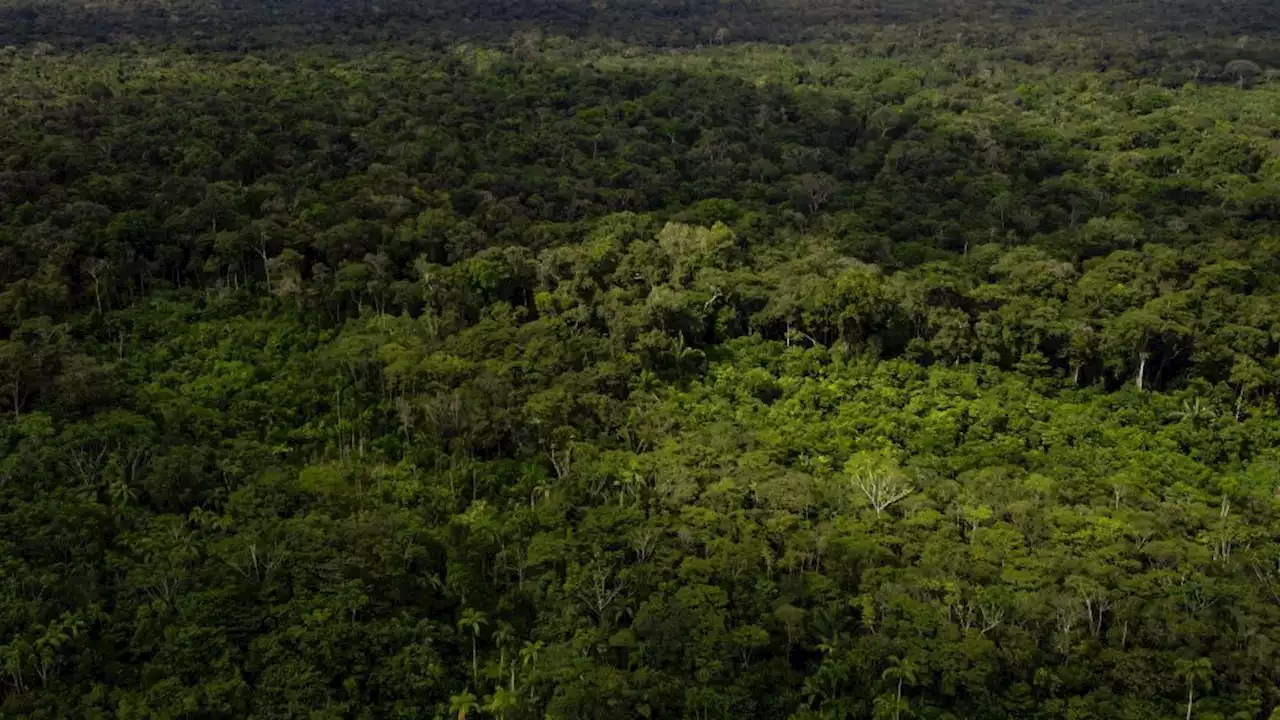 Los niños desaparecidos en la selva de Colombia y su supervivencia tras más de un mes: creen que un perro de rescate perdido puede estar con ellos