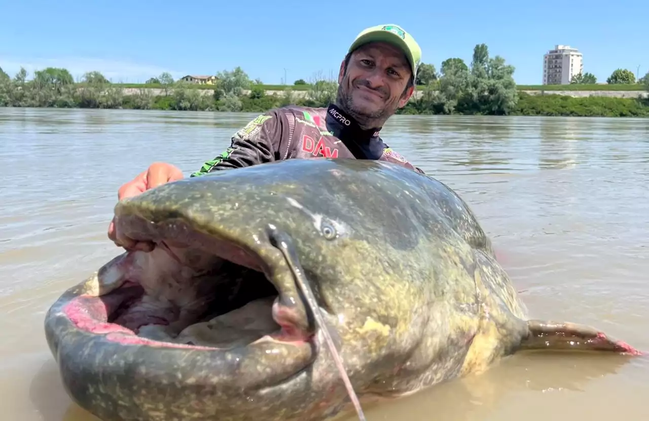 Catturato nel fiume Po un pesce siluro di 3 metri, il record mondiale - iO Donna