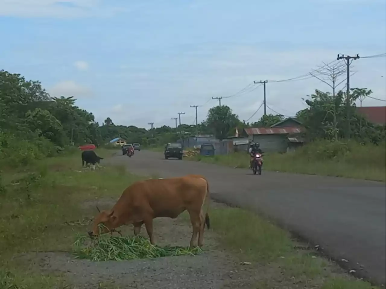 Bentuk Tim Lakukan Pengawasan Hewan Kurban