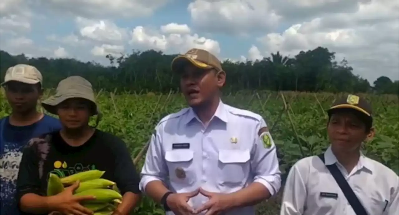 Kiprah Petani Milenial di Desa Merpati Omzet Sebulan Tembus Rp20 Juta