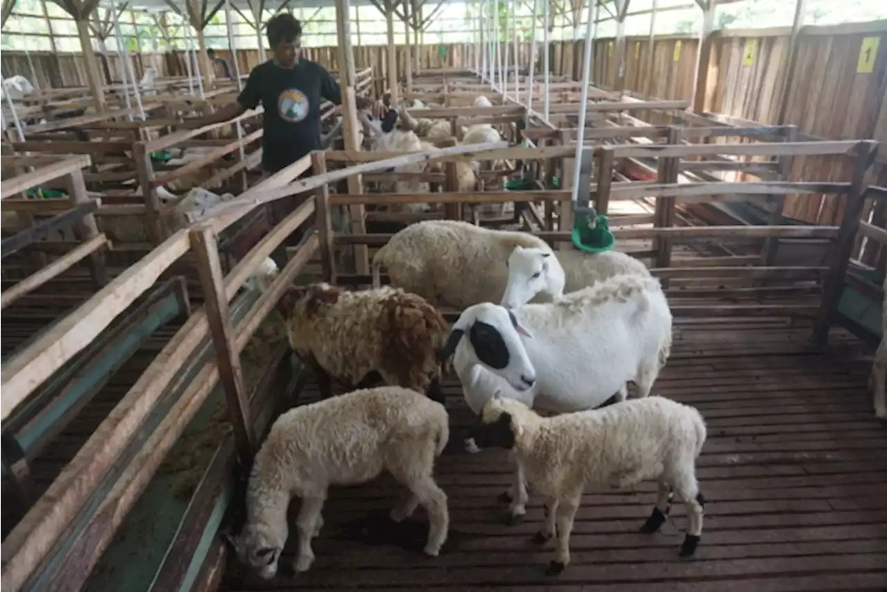 Peternak di Klaten Banjir Pesanan Hewan Kurban