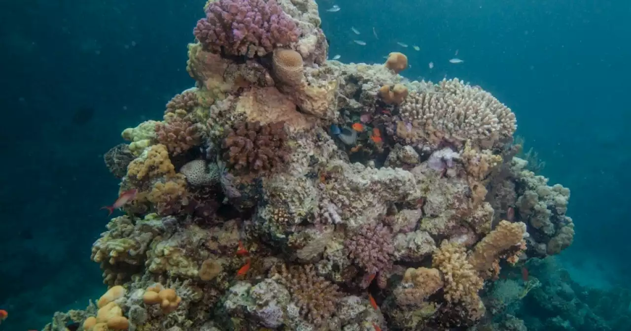 Coral disease is wiping out entire reefs, and it's about to get worse