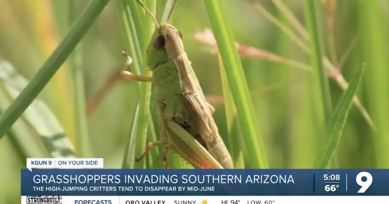 Grasshoppers invading Southern Arizona