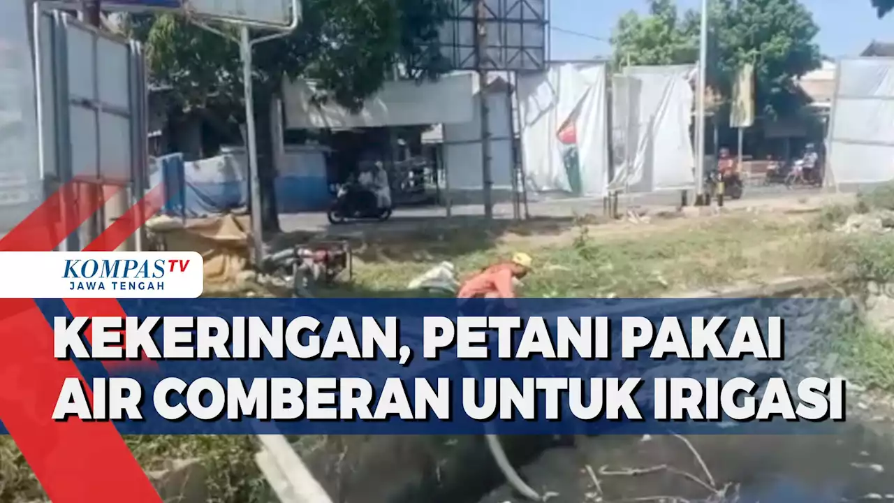 Kekeringan, Petani di Brebes Pakai Air Comberan untuk Irigasi