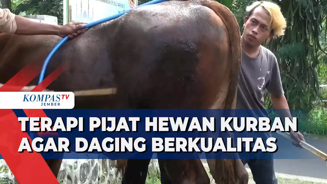 Terapi Pijat Hewan Kurban Agar Tidak Stres dan Daging Berkualitas