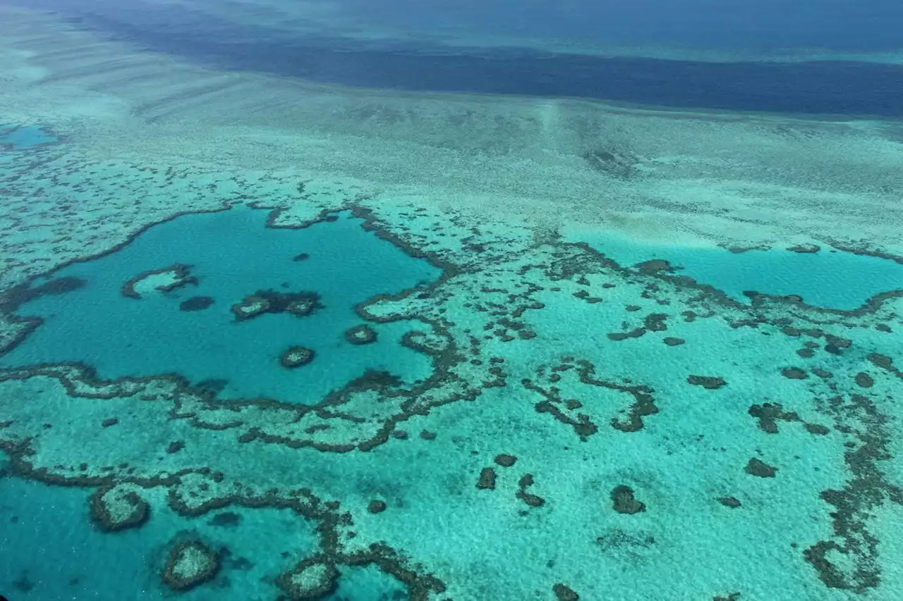 Climat : la Grande barrière de corail, patrimoine mondial menacé