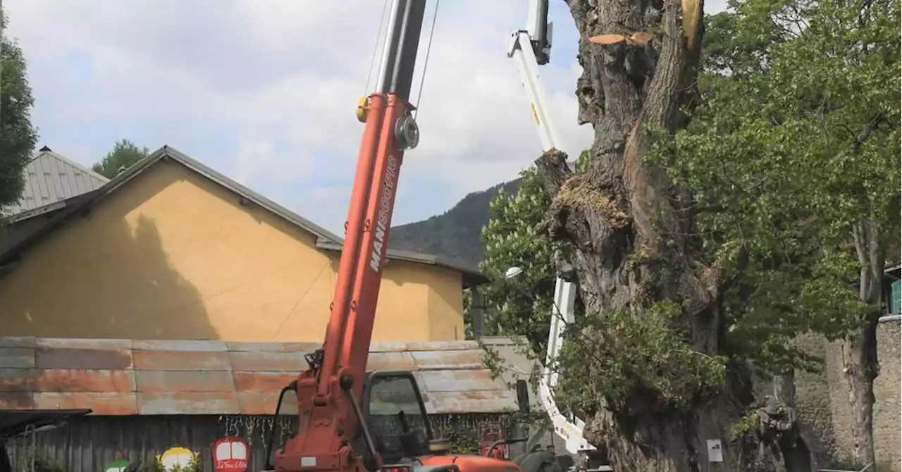 Colmars-les-Alpes : quel devenir pour l'arbre de la Liberté planté à la Révolution ?