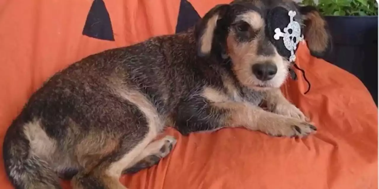 Atropellan intencionalmente a Hunter, el perrito tuerto y cojo; perdió la vida