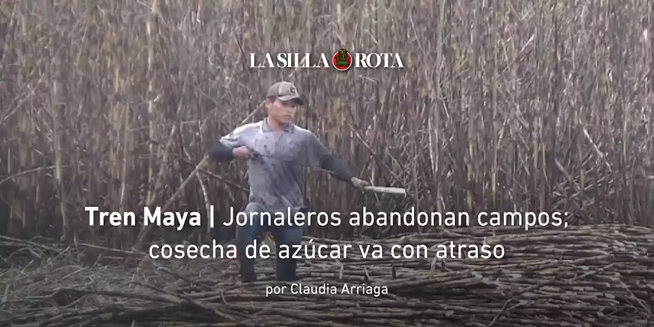 Tren Maya | Jornaleros abandonan campos; cosecha de azúcar va con atraso