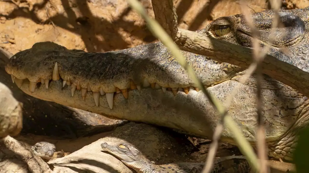 Mystery of what, or who, butchered Australian crocodile deepens following discovery of 2nd corpse