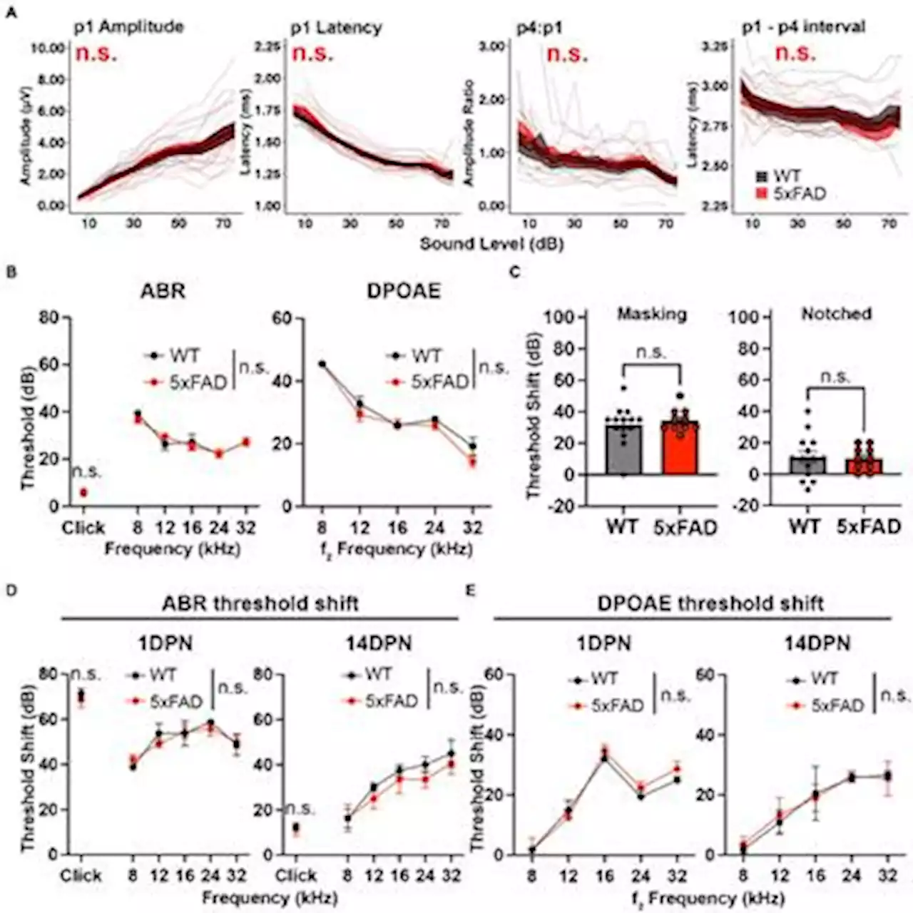 Frontiers | Increased central auditory gain in 5xFAD Alzheimer’s disease mice as an early biomarker candidate for Alzheimer’s disease diagnosis