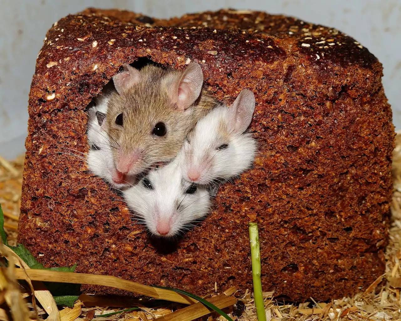 Mice study shows middle-brain region prompts females to kill or care for their young