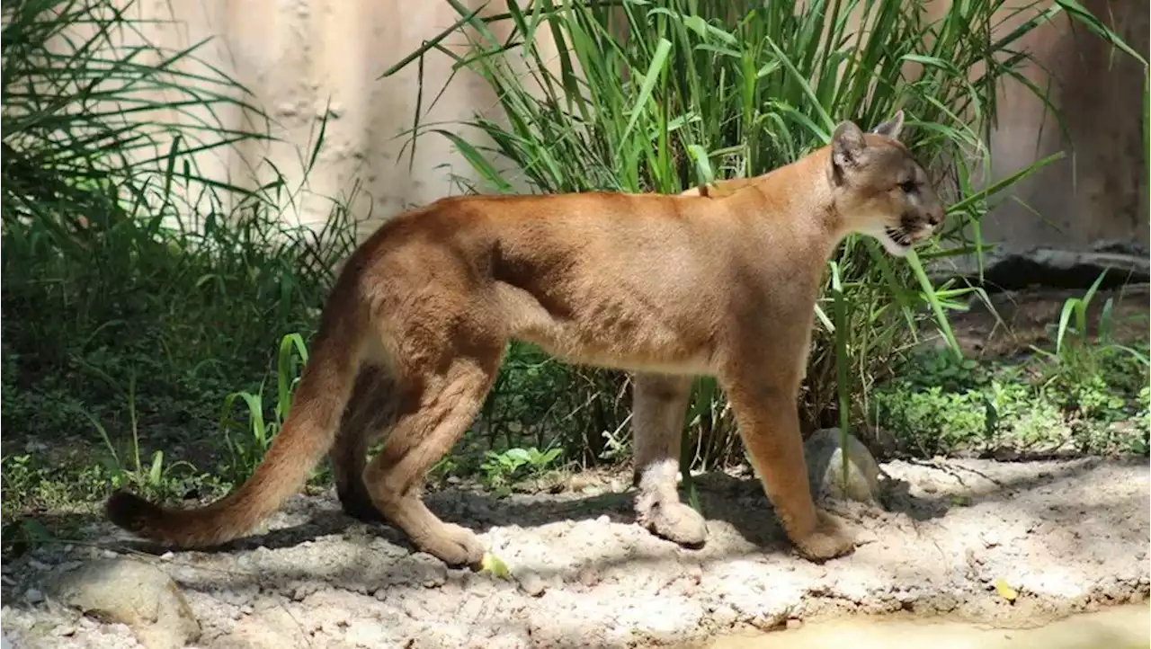 Reportan avistamiento de pumas en Cadereyta