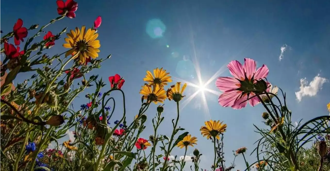 Blumensamen lösen Nachbarschaftsstreit in Schwandorf aus