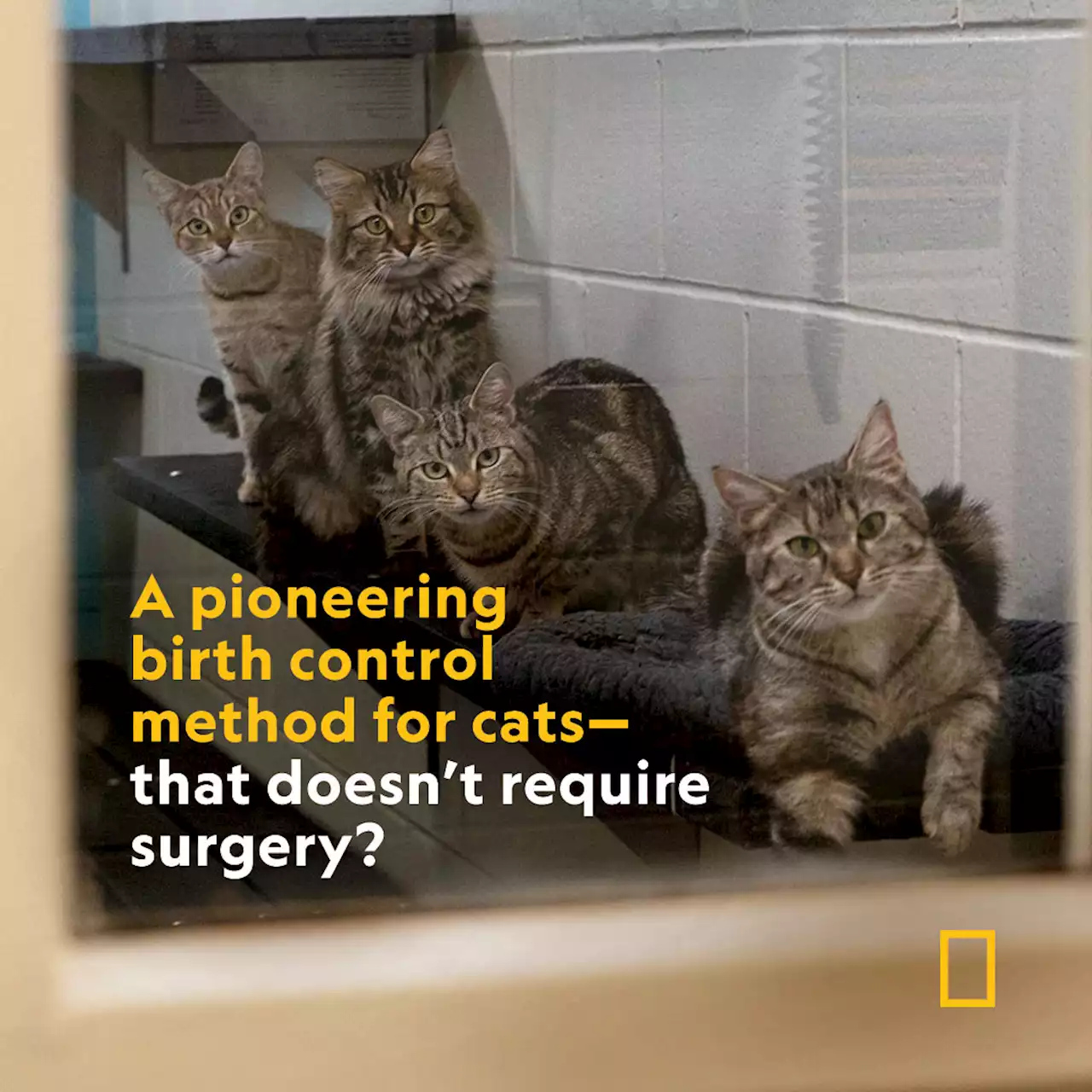 Not spayed. Not neutered. This birth control for cats doesn’t require surgery