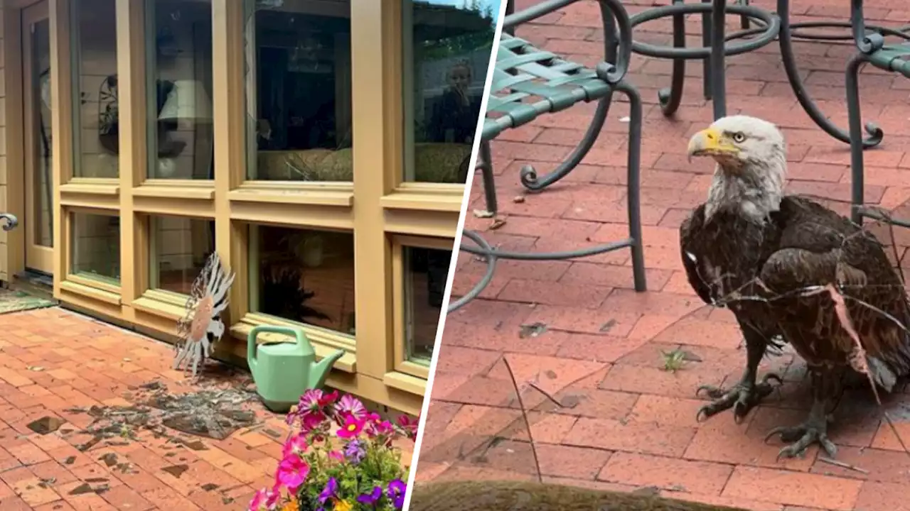 Bald eagle crashes into window at Palo Alto home