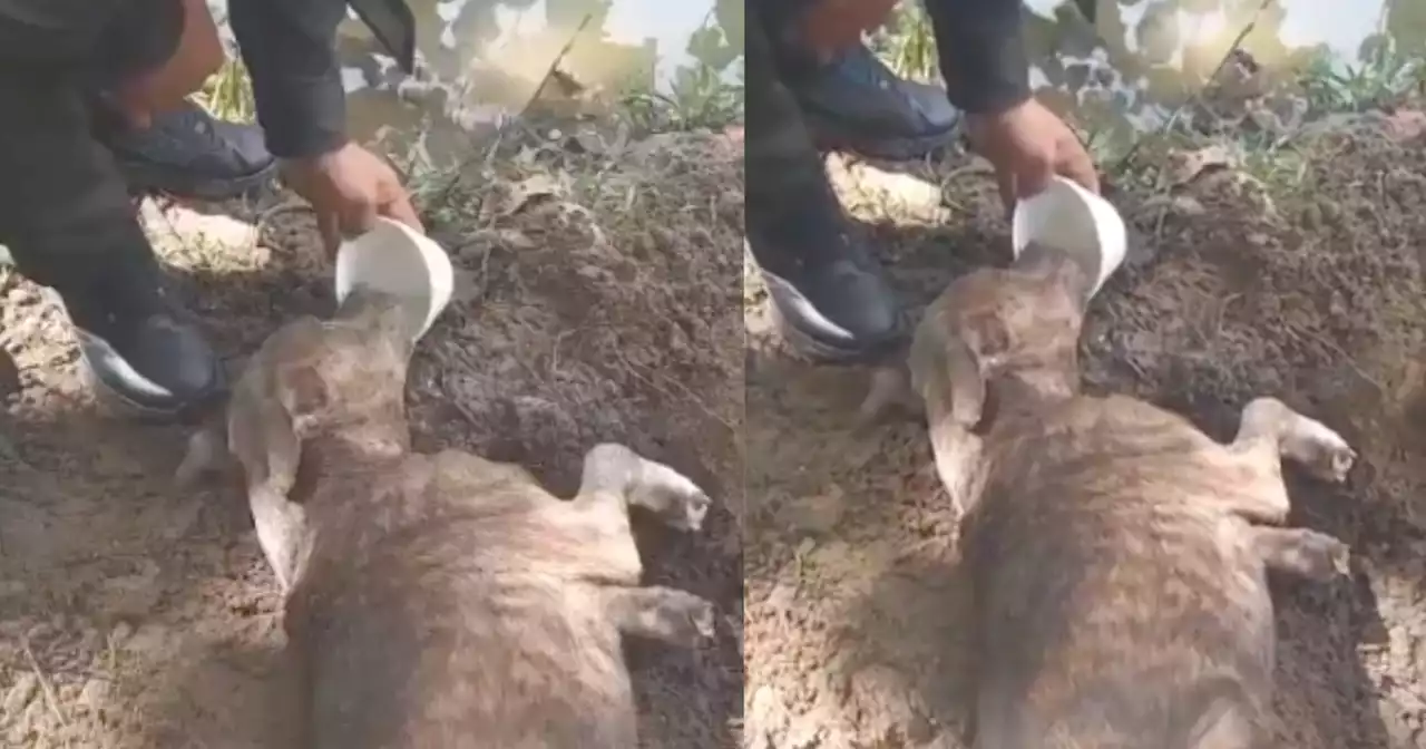 Deshidratado y con signos de maltrato, perrito fue rescatado a tiempo luego de ser enterrado vivo