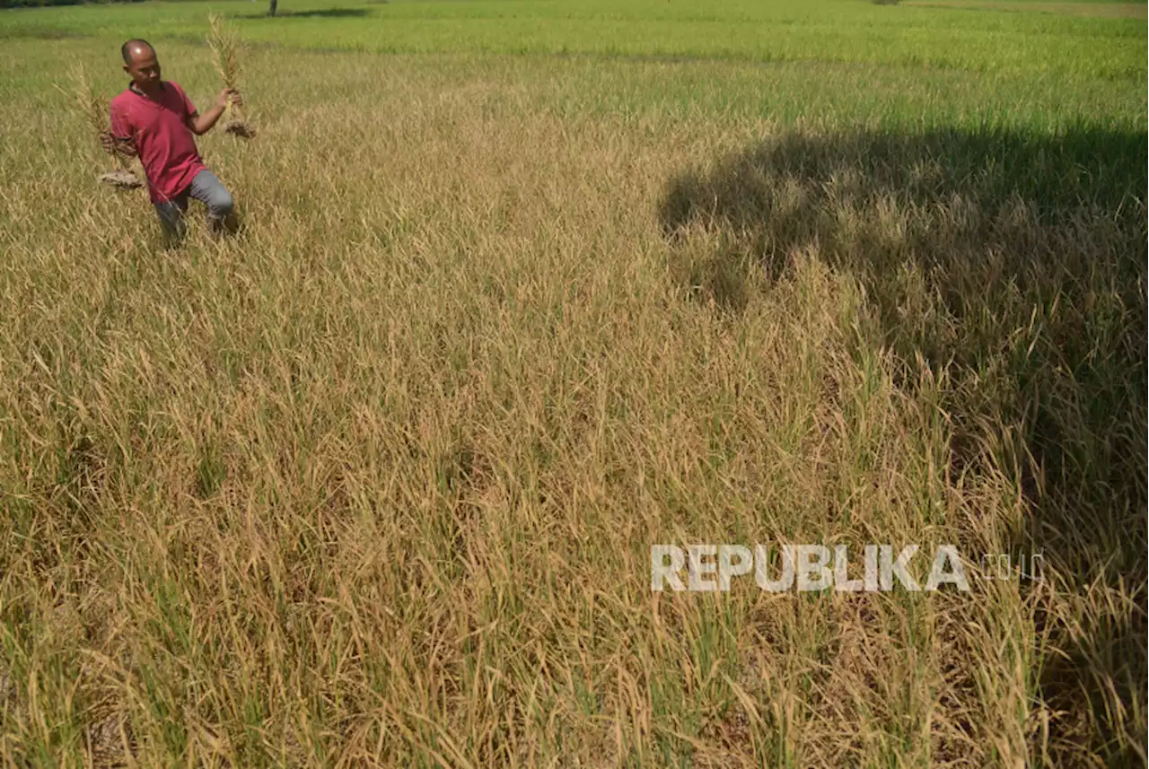 Kabupaten Bekasi Mulai Antisipasi Dampak Kekeringan |Republika Online