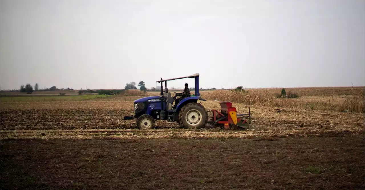 China's wheat growers face 'disaster' after heavy rain batters crop