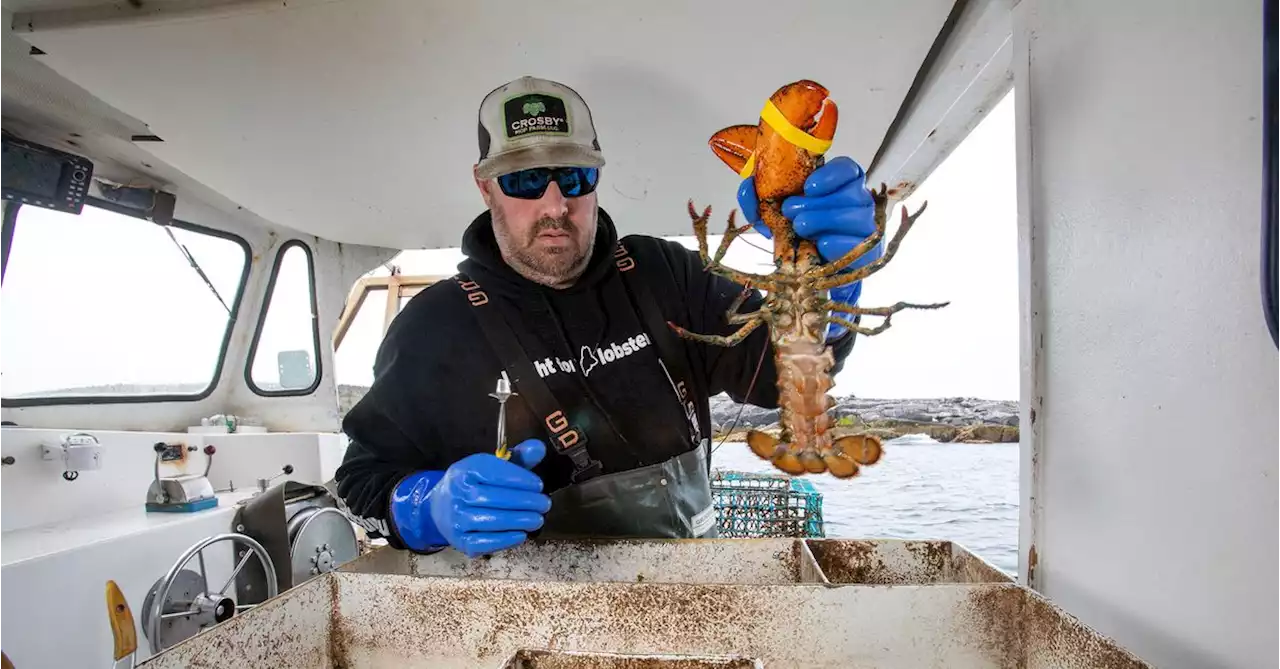 North American lobster industry confronts 'ropeless' traps after whale entanglements