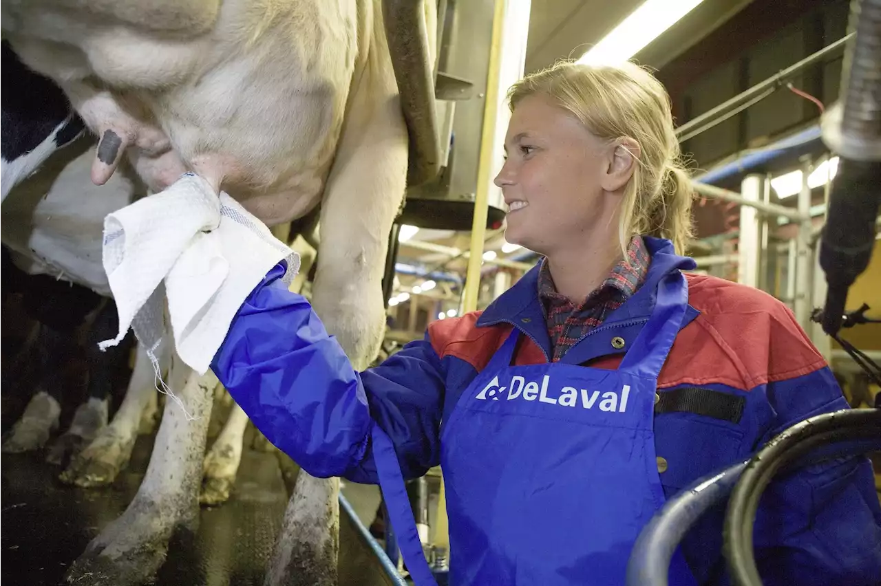 Hohe Zellzahl: Bis 2,9kg weniger Milch - Schweizer Bauer