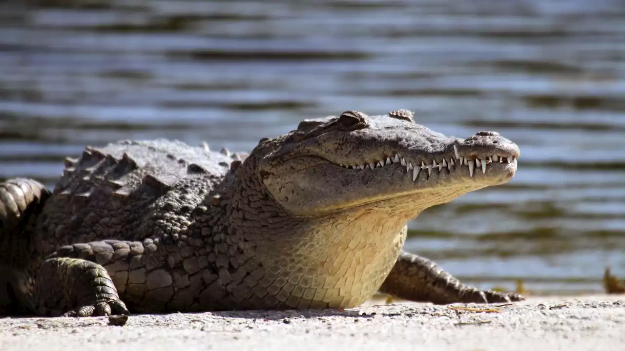 Crocodile found to have made herself pregnant in first known 'virgin birth'