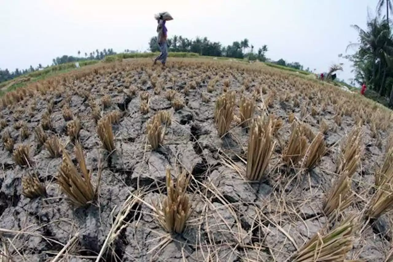 Musim Kemarau, Puluhan Ribu Keluarga di Ngawi Berpotensi Alami Krisis Air