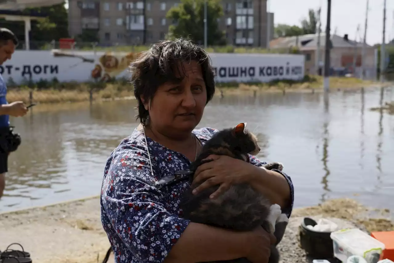 Animal charity rushes to save cats and dogs left clinging to trees in flooded Kherson