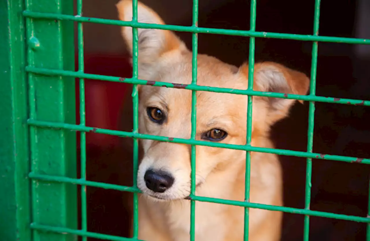 'National crisis in animal welfare' says ISPCA as animals in its care rise 80% in 2023