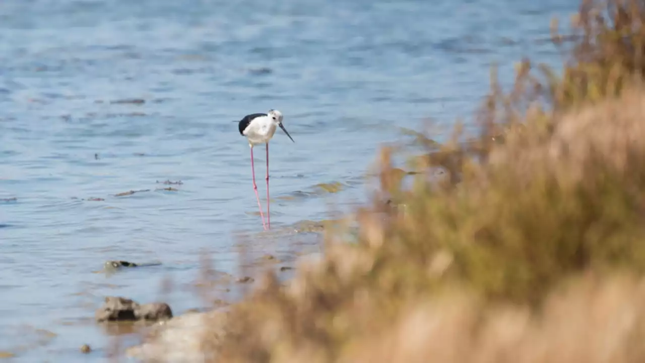 First ever black-winged stilts hatch at Lincolnshire nature reserve