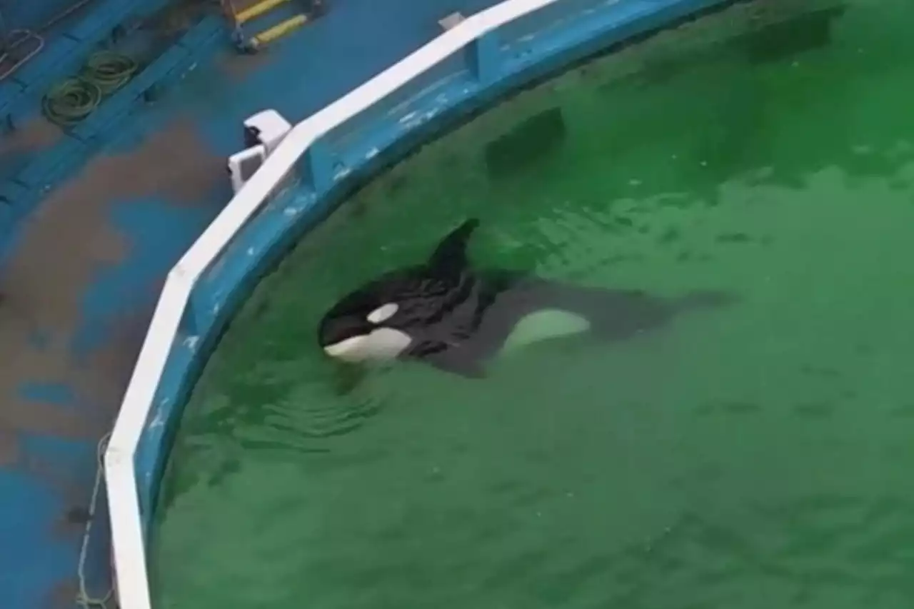 Heartbreaking vid shows 'world's loneliest orca' circling tiny tank all day