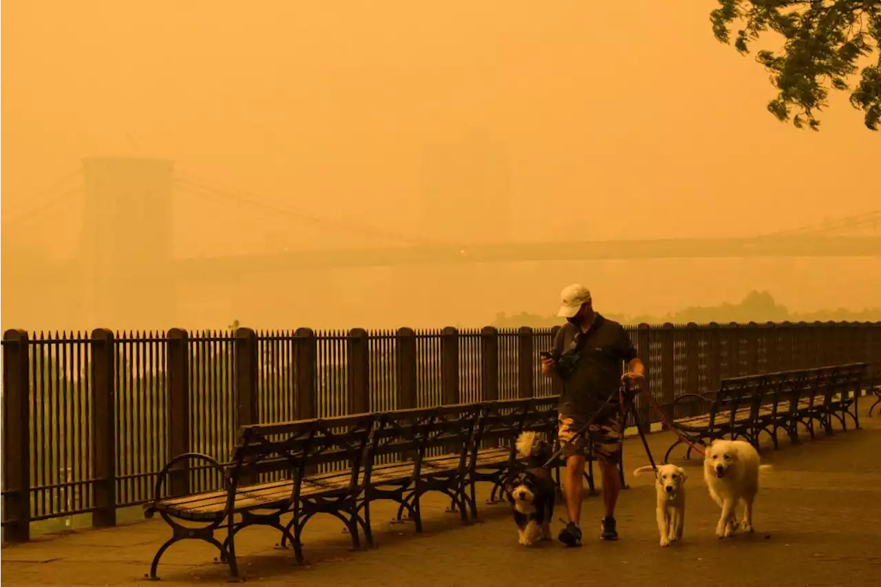 How Wildfire Smoke Affects Wildlife—and Your Pets