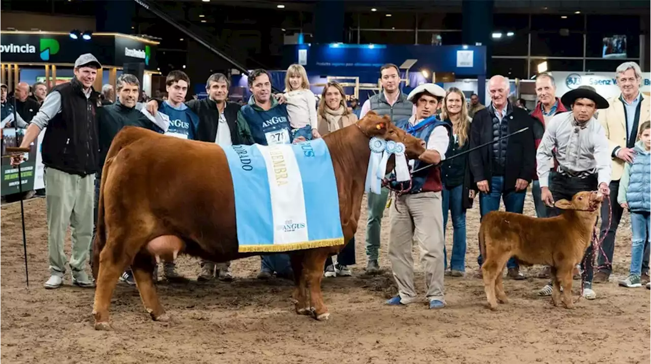 Eligieron a las mejores hembras de la 80° Expo Angus de Otoño