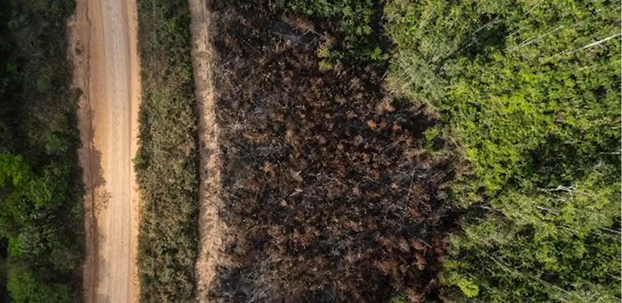 Desmatamento na Amazônia cai 31% entre janeiro e maio, diz Inpe