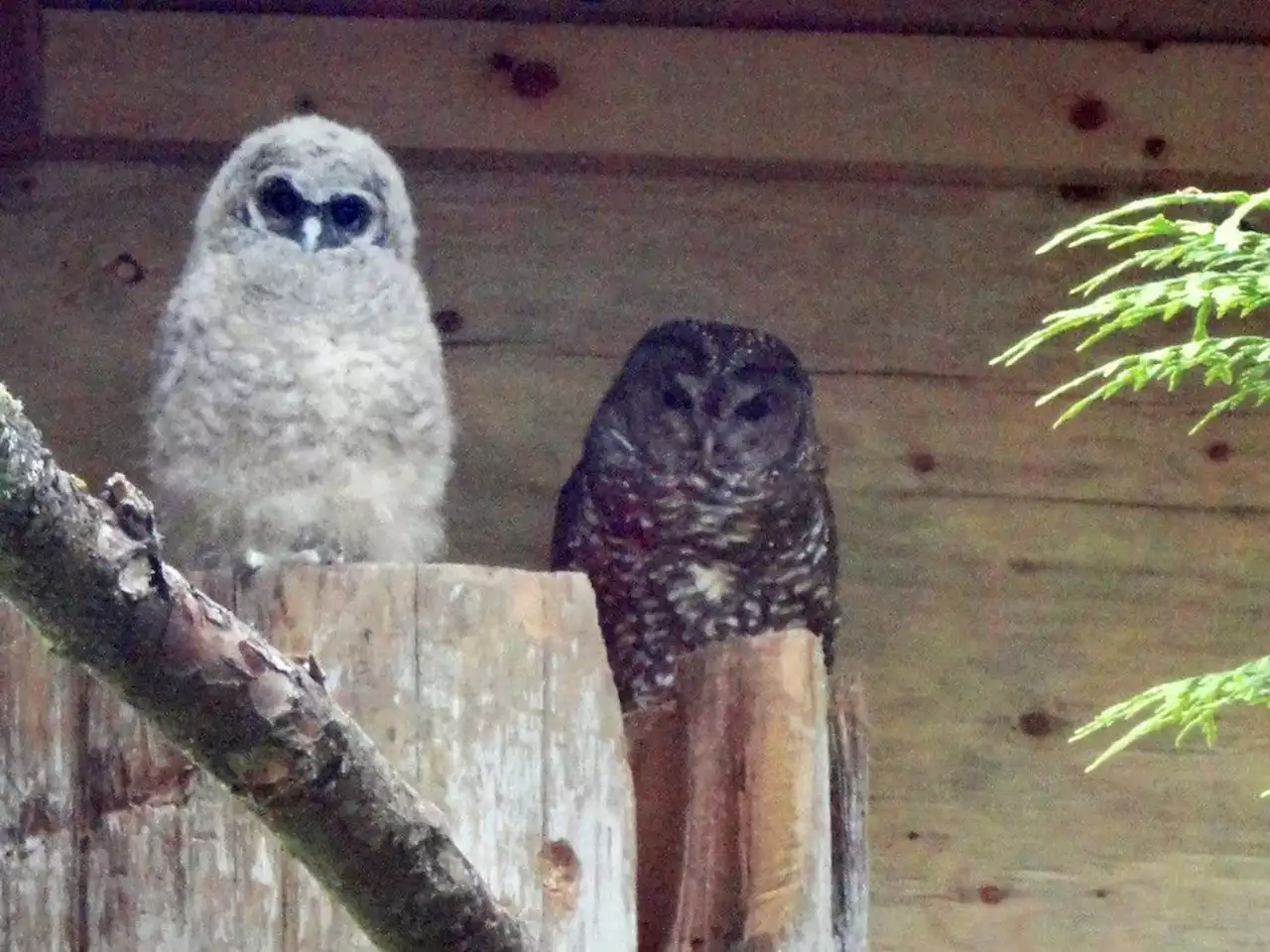 B.C. groups sue federal environment minister over failure to protect at risk spotted owl