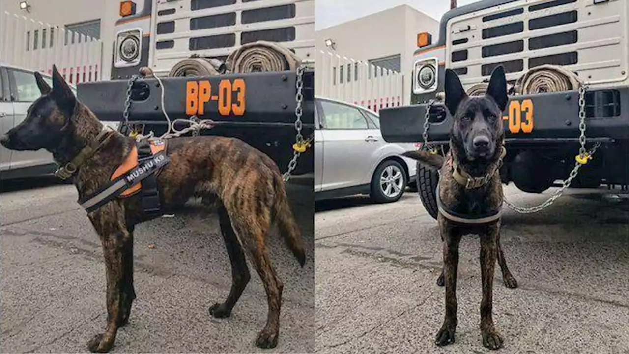 Encuentran envenenado al perro bombero ‘Mushu’, en Uruapan, Michoacán