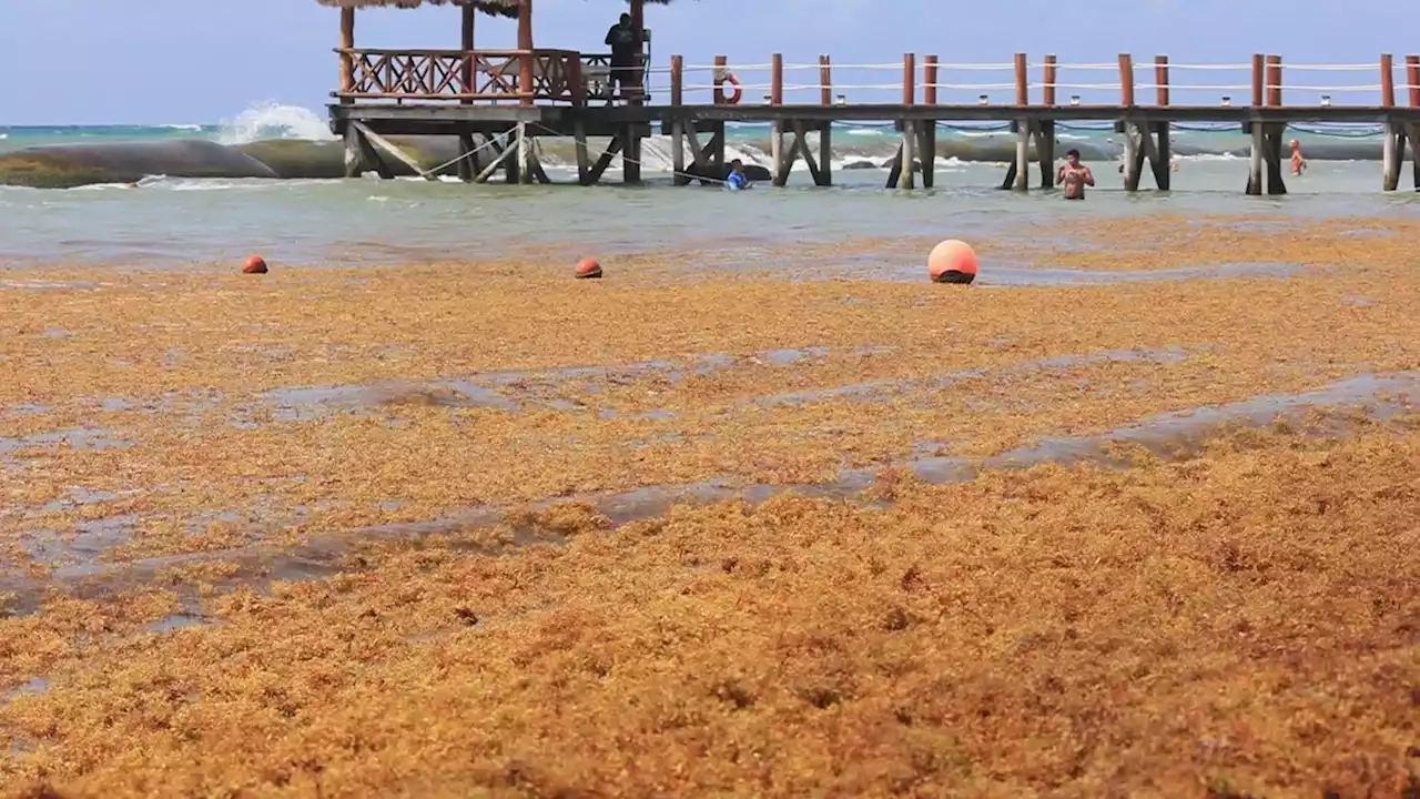 ‘Historic’ Drop In Sargassum Is Good News For Some Florida Beaches - Videos from The Weather Channel