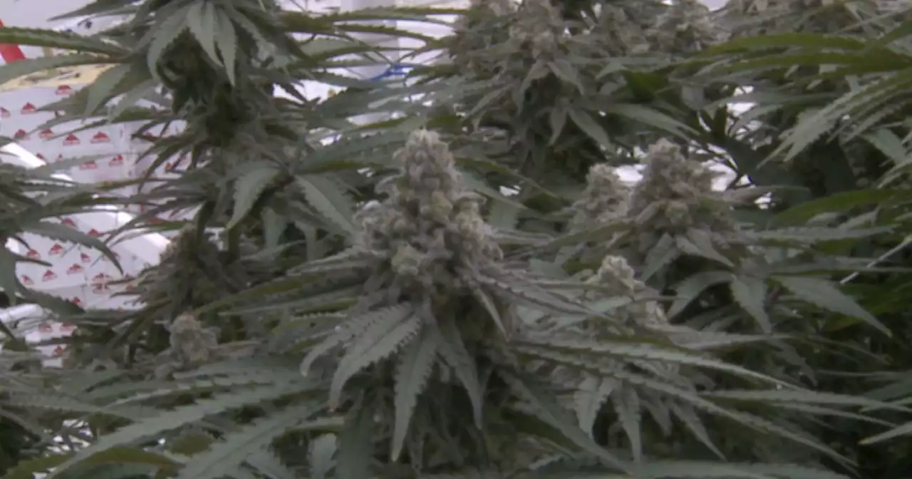 Ohio weed production triples, but patient population plateaus