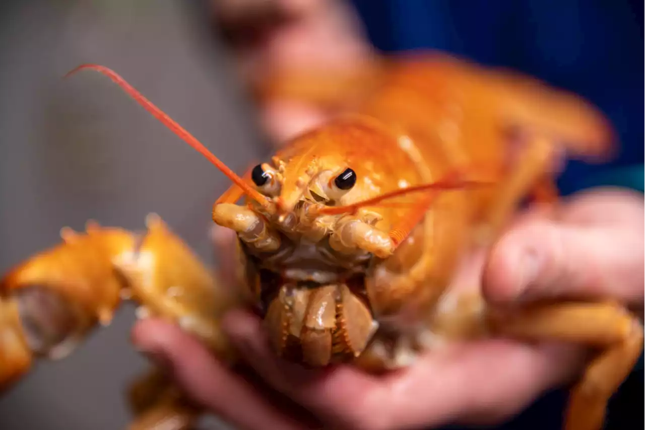 This orange lobster is a one in 30 million find, experts say