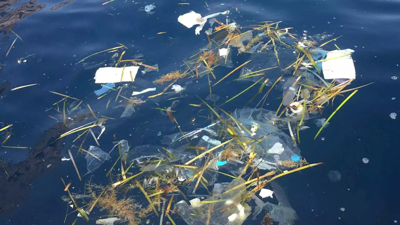 Forschungsteam will mit KI Plastikmüll im Meer erfassen