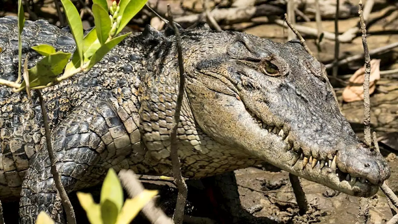 Daintree croc tour favourite Lizzie's butchered remains prompt probe into suspected illegal killings