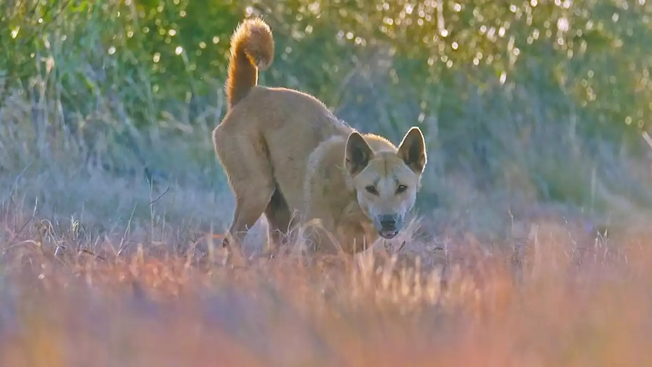 How lack of awareness about dingoes can come back to bite you