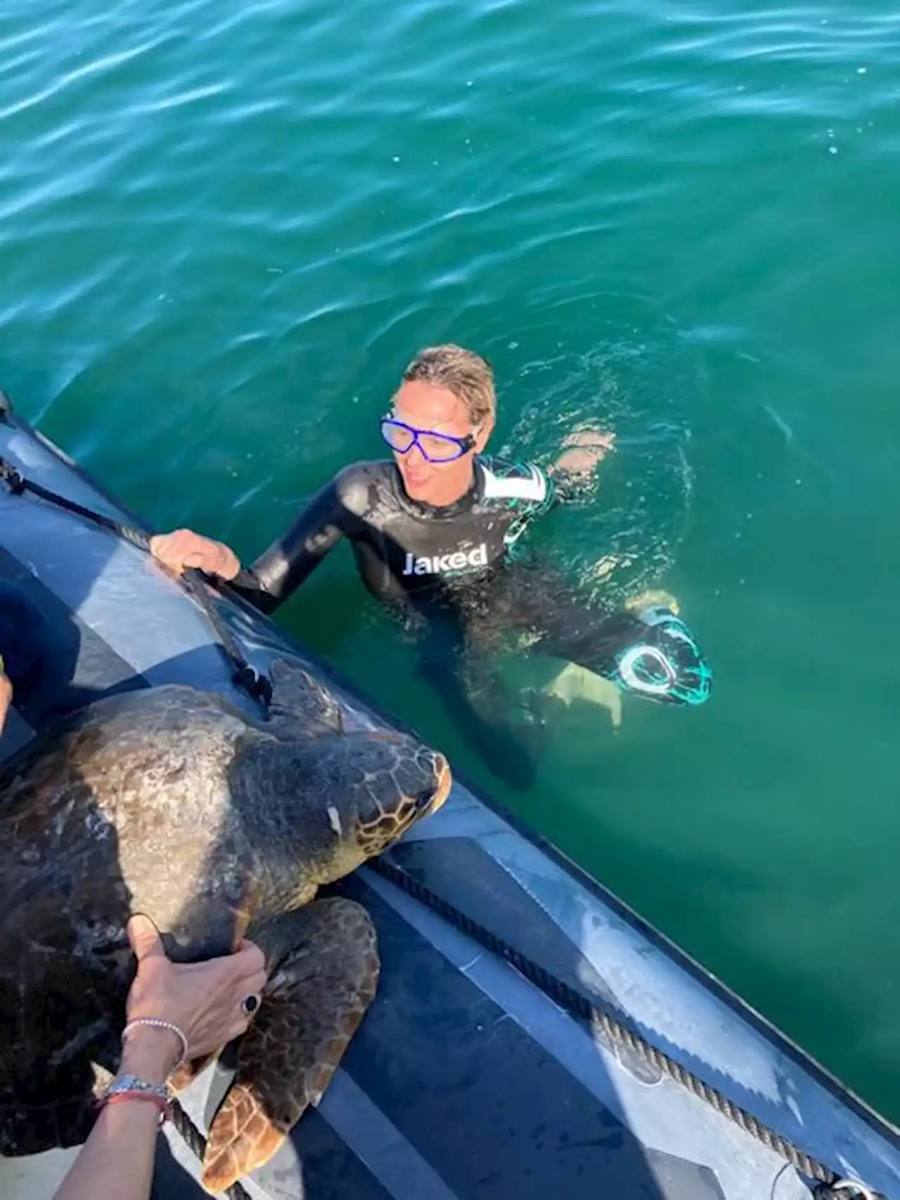 Federica Pellegrini adotta una tartaruga e la libera in mare - Cronaca